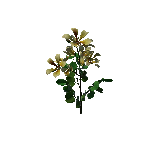 Flower Bauhinia Variegata4.2